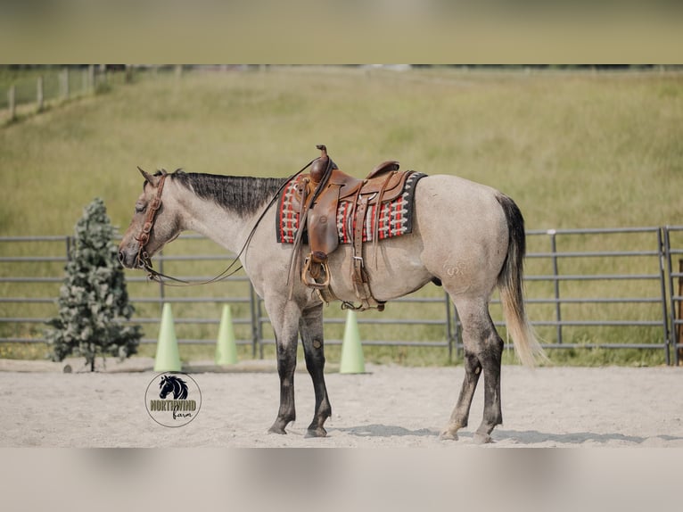 American Quarter Horse Wałach 4 lat 157 cm Siwa in Fredericksburg, OH
