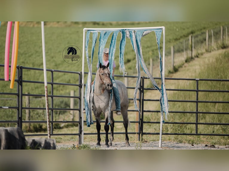 American Quarter Horse Wałach 4 lat 157 cm Siwa in Fredericksburg, OH