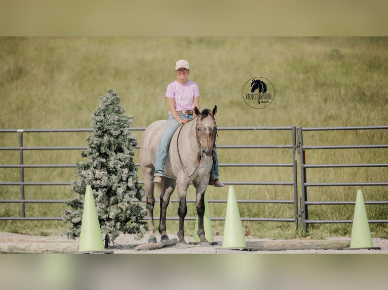American Quarter Horse Wałach 4 lat 157 cm Siwa in Fredericksburg, OH