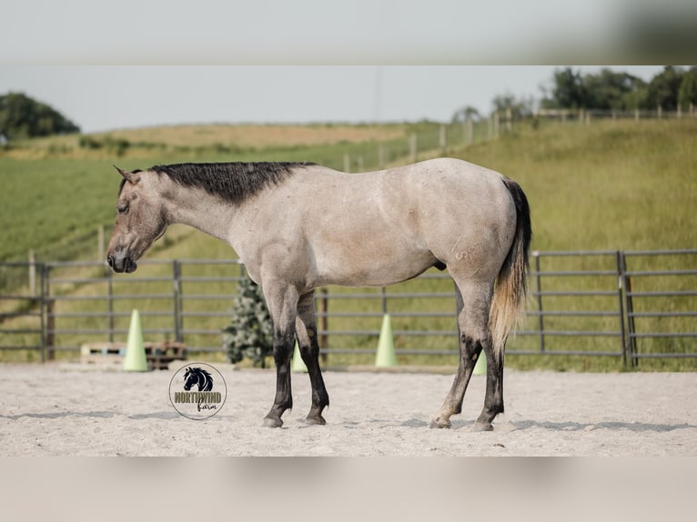 American Quarter Horse Wałach 4 lat 157 cm Siwa in Fredericksburg, OH