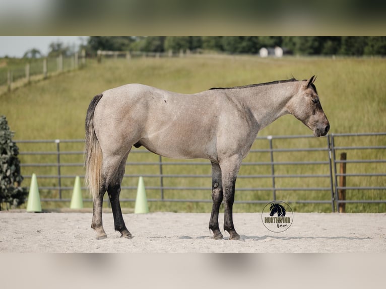 American Quarter Horse Wałach 4 lat 157 cm Siwa in Fredericksburg, OH