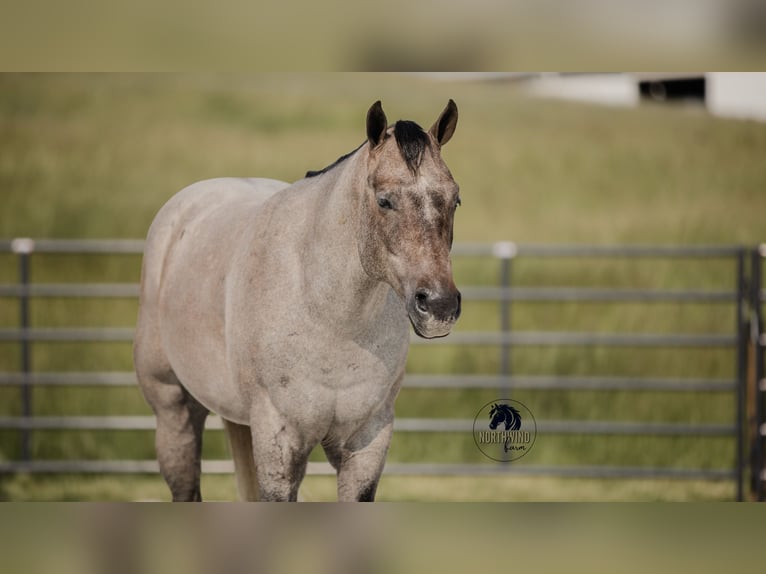 American Quarter Horse Wałach 4 lat 157 cm Siwa in Fredericksburg, OH