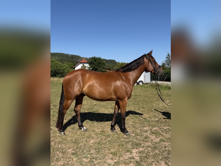 American Quarter Horse Wałach 4 lat 158 cm Gniada in Auengrund