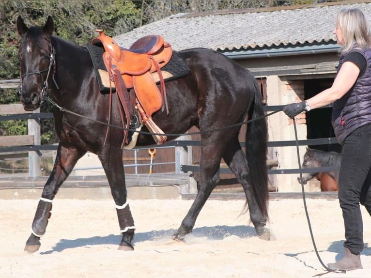 American Quarter Horse Wałach 4 lat 158 cm Kara in Müglitztal
