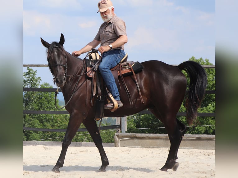 American Quarter Horse Wałach 4 lat 158 cm Kara in Müglitztal