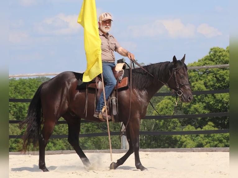 American Quarter Horse Wałach 4 lat 158 cm Kara in Müglitztal