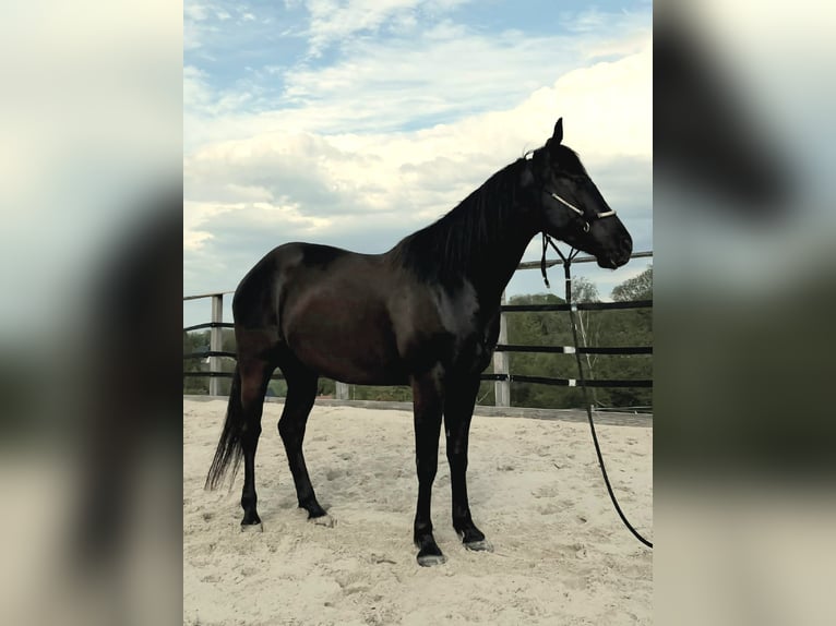 American Quarter Horse Wałach 4 lat 158 cm Kara in Müglitztal