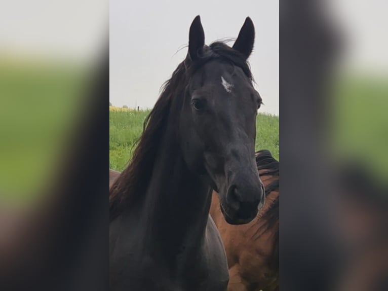 American Quarter Horse Wałach 4 lat 158 cm Kara in Müglitztal