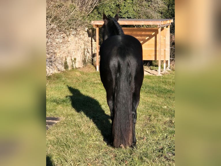 American Quarter Horse Wałach 4 lat 158 cm Kara in Müglitztal