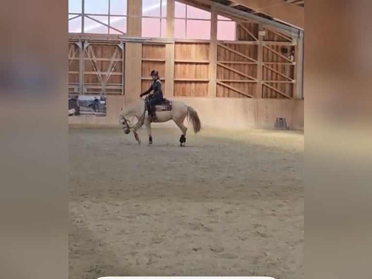 American Quarter Horse Wałach 4 lat 160 cm Izabelowata in Hengelo