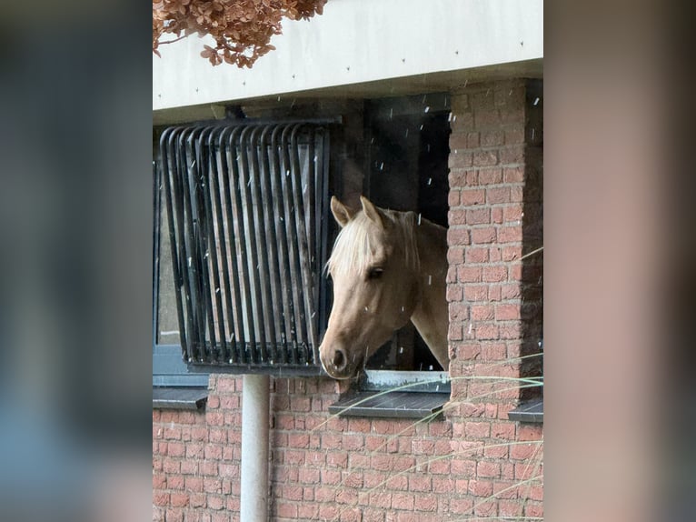 American Quarter Horse Wałach 4 lat 160 cm Izabelowata in Hengelo