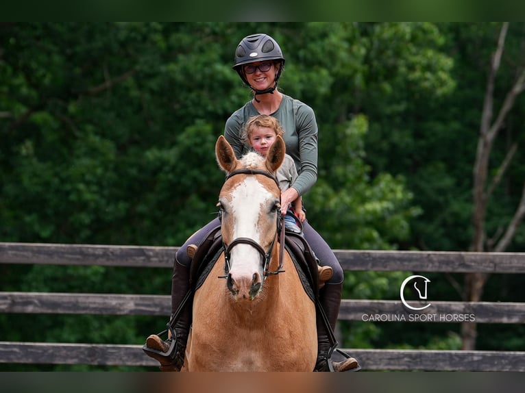 American Quarter Horse Mix Wałach 4 lat 160 cm Izabelowata in Clover, SC