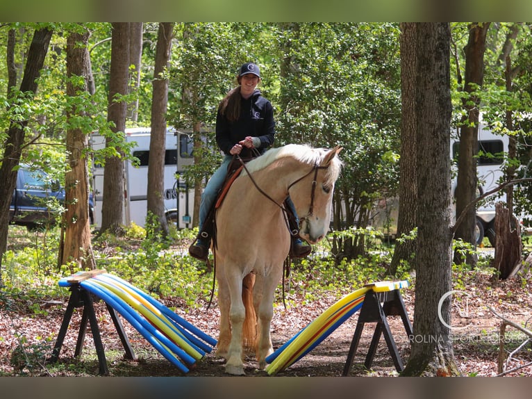 American Quarter Horse Mix Wałach 4 lat 160 cm Izabelowata in Clover, SC