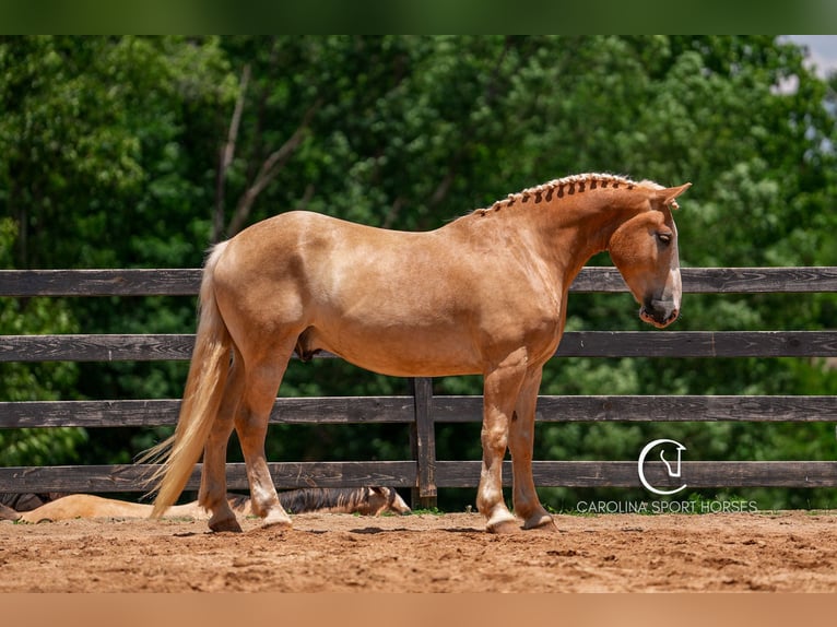 American Quarter Horse Mix Wałach 4 lat 160 cm Izabelowata in Clover, SC