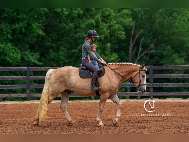 American Quarter Horse Mix Wałach 4 lat 160 cm Izabelowata in Clover, SC