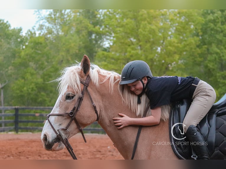 American Quarter Horse Mix Wałach 4 lat 160 cm Izabelowata in Clover, SC