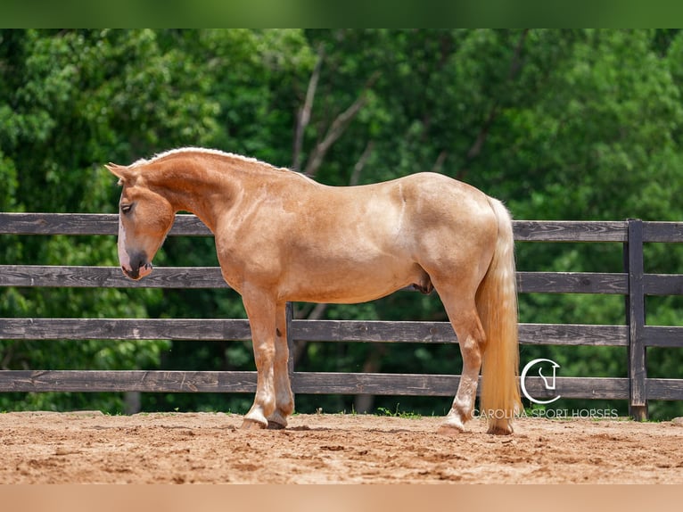 American Quarter Horse Mix Wałach 4 lat 160 cm Izabelowata in Clover, SC