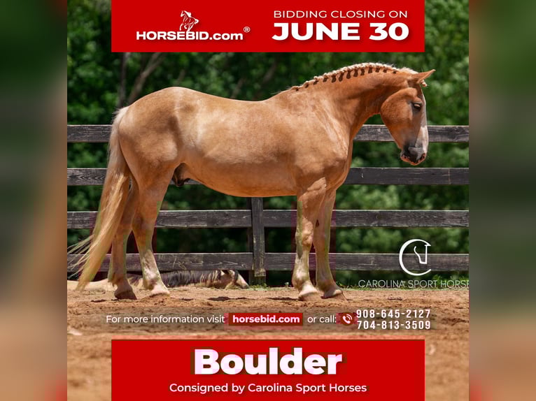 American Quarter Horse Mix Wałach 4 lat 160 cm Izabelowata in Clover, SC
