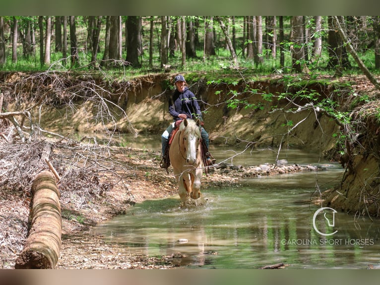 American Quarter Horse Mix Wałach 4 lat 160 cm Izabelowata in Clover, SC