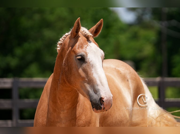 American Quarter Horse Mix Wałach 4 lat 160 cm Izabelowata in Clover, SC