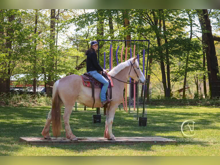 American Quarter Horse Mix Wałach 4 lat 160 cm Izabelowata in Clover, SC