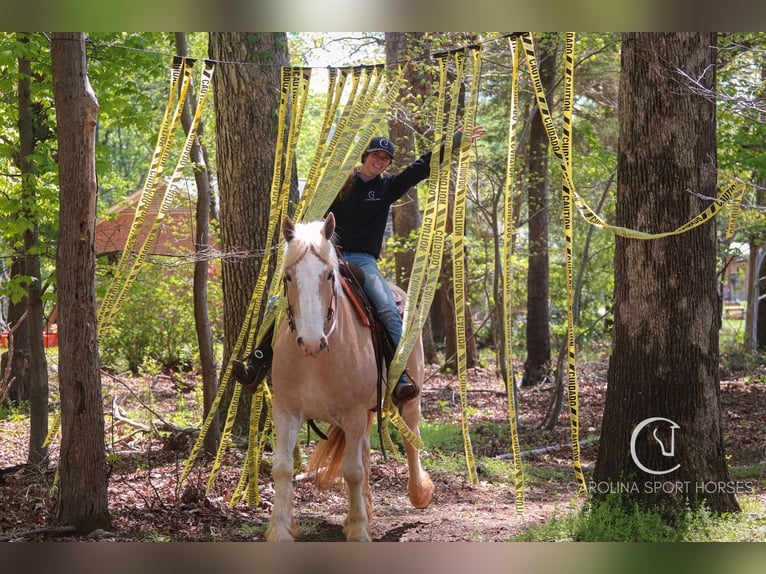 American Quarter Horse Mix Wałach 4 lat 160 cm Izabelowata in Clover, SC