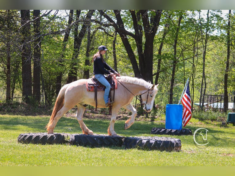 American Quarter Horse Mix Wałach 4 lat 160 cm Izabelowata in Clover, SC