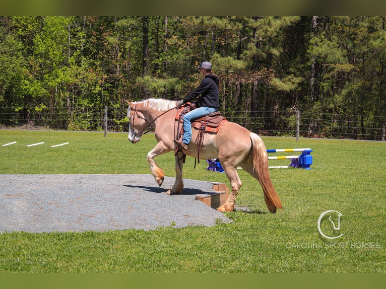 American Quarter Horse Mix Wałach 4 lat 160 cm Izabelowata in Clover, SC