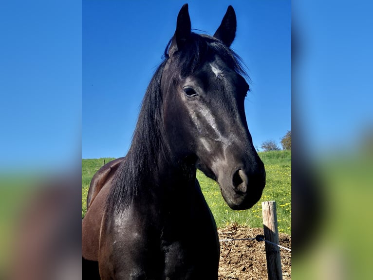 American Quarter Horse Wałach 4 lat 160 cm Kara in Müglitztal