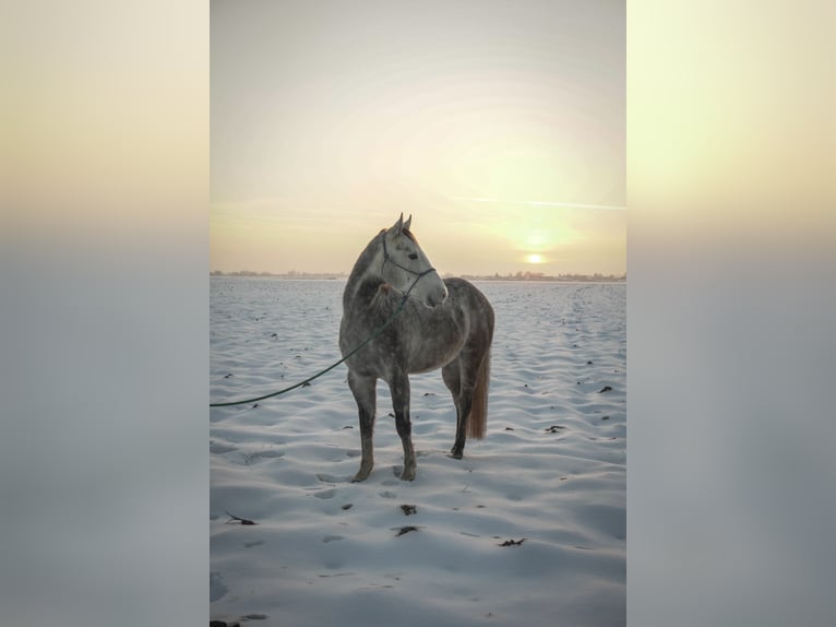 American Quarter Horse Wałach 4 lat 160 cm Może być siwy in Deggendorf