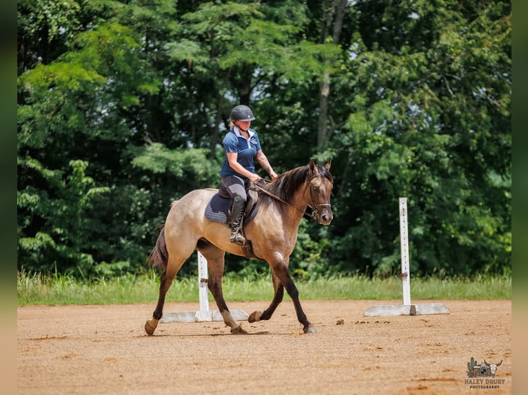 American Quarter Horse Wałach 4 lat 163 cm Grullo in Auburn