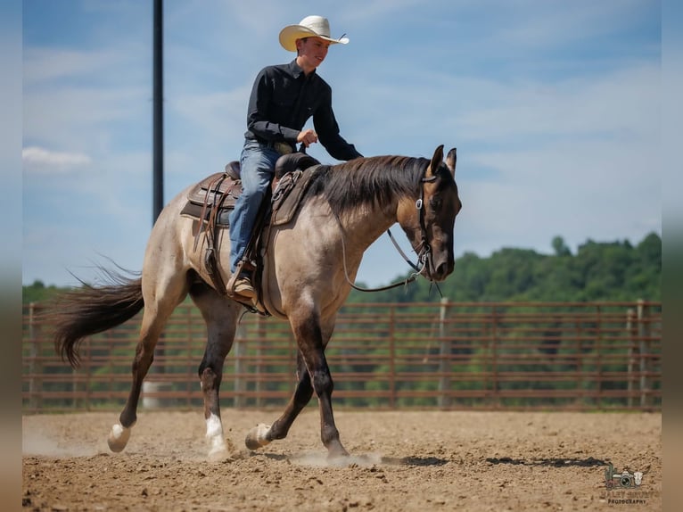 American Quarter Horse Wałach 4 lat 163 cm Grullo in Auburn