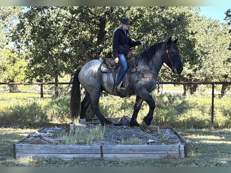 American Quarter Horse Wałach 4 lat 163 cm Karodereszowata in JAcksboro TX