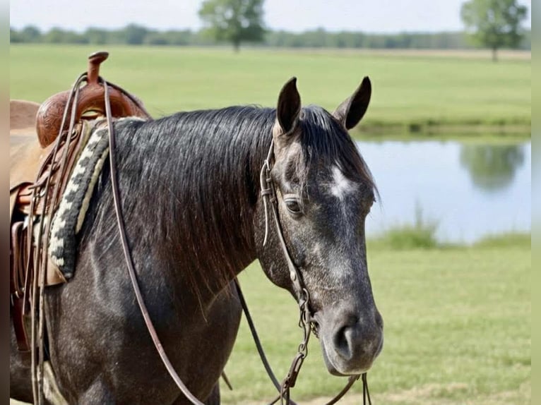 American Quarter Horse Wałach 4 lat 163 cm Siwa in Beaver Springs
