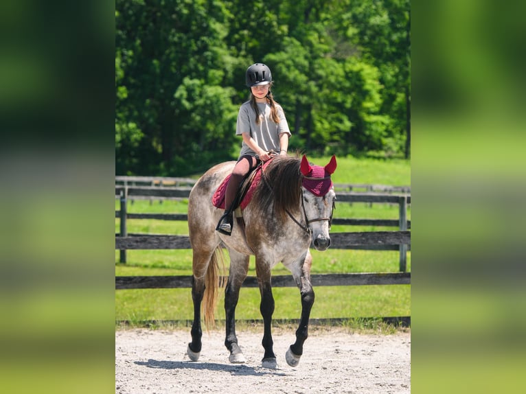 American Quarter Horse Wałach 4 lat 163 cm Siwa in New Holland, PA
