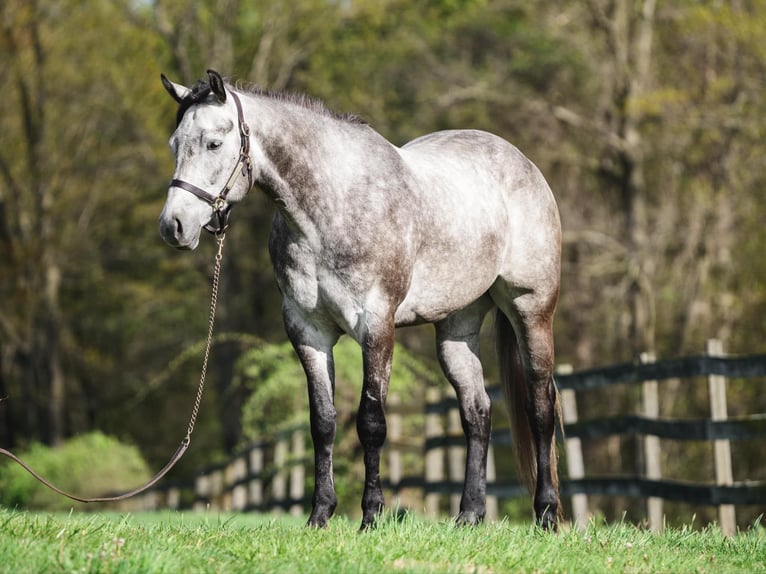 American Quarter Horse Wałach 4 lat 163 cm Siwa in New Holland, PA