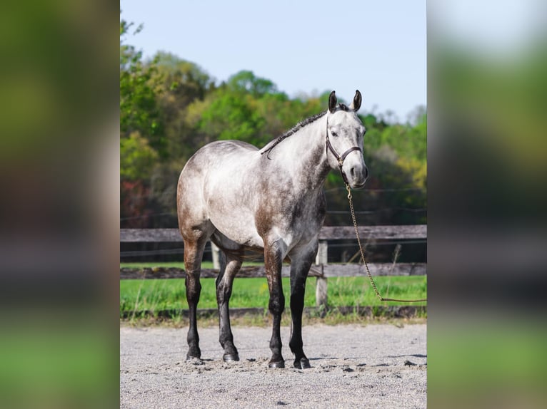 American Quarter Horse Wałach 4 lat 163 cm Siwa in New Holland, PA