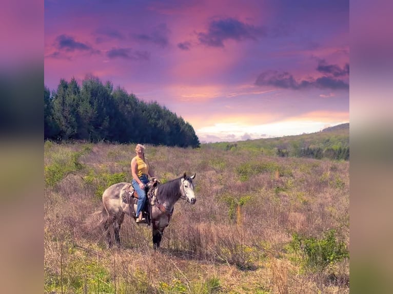 American Quarter Horse Wałach 4 lat 163 cm Siwa in New Holland, PA