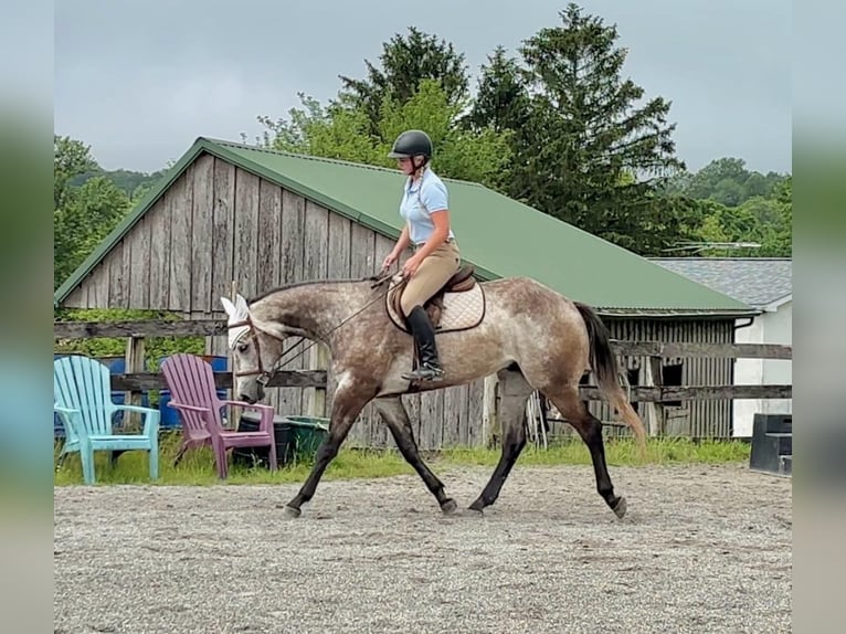 American Quarter Horse Wałach 4 lat 163 cm Siwa in New Holland, PA