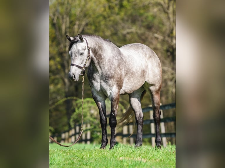 American Quarter Horse Wałach 4 lat 163 cm Siwa in New Holland, PA