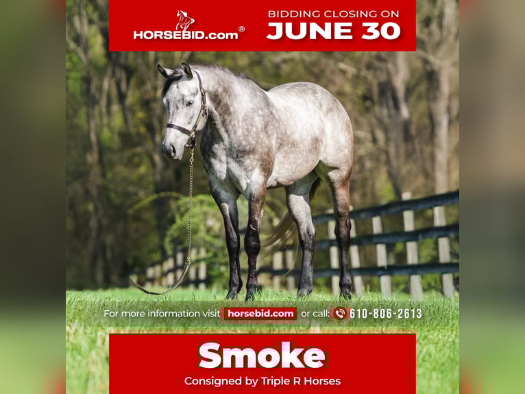 American Quarter Horse Wałach 4 lat 163 cm Siwa in New Holland, PA