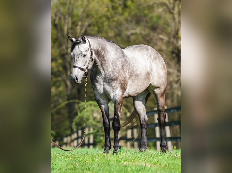 American Quarter Horse Wałach 4 lat 163 cm Siwa in New Holland, PA
