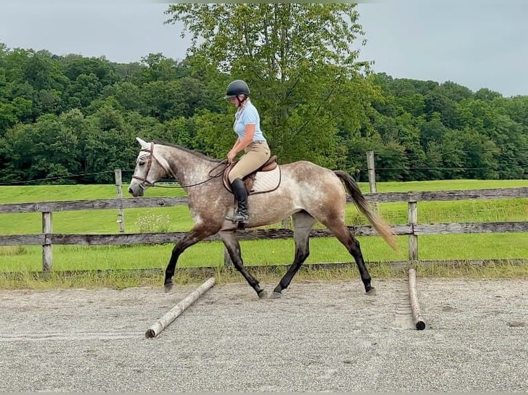 American Quarter Horse Wałach 4 lat 163 cm Siwa in New Holland, PA