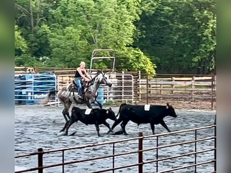 American Quarter Horse Wałach 4 lat 163 cm Siwa in New Holland, PA