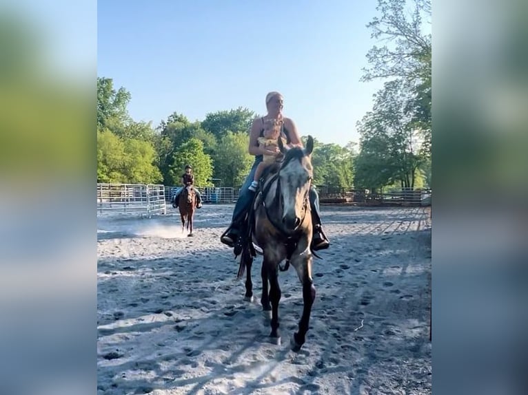 American Quarter Horse Wałach 4 lat 163 cm Siwa in New Holland, PA