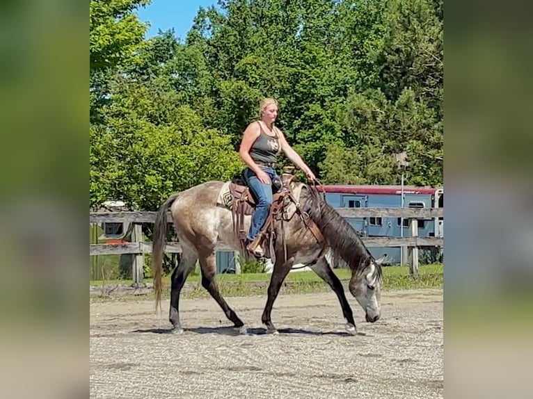 American Quarter Horse Wałach 4 lat 163 cm Siwa in New Holland, PA