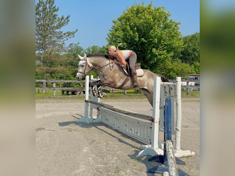 American Quarter Horse Wałach 4 lat 163 cm Siwa in New Holland, PA