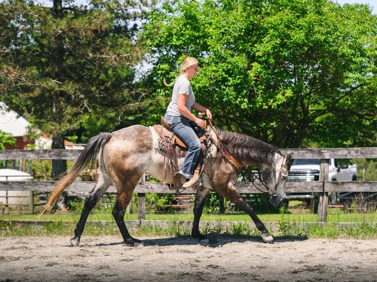 American Quarter Horse Wałach 4 lat 163 cm Siwa in New Holland, PA