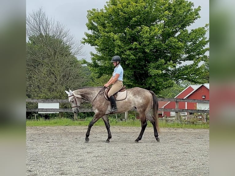 American Quarter Horse Wałach 4 lat 163 cm Siwa in New Holland, PA