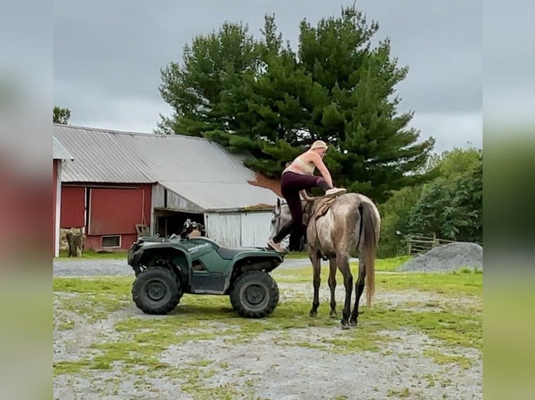American Quarter Horse Wałach 4 lat 163 cm Siwa in New Holland, PA